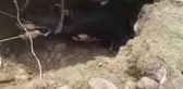 Kuyuya Düşen İnek İtfaiye Ekiplerince Kurtarıldı