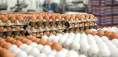 Organik Yumurta Hilesini Bitirecek Uygulama Hayata Geçti