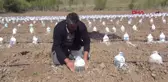 Yozgat'ta Zirai Don Meyveleri Kuruttu-Hd