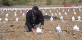 Yozgat'ta Zirai Don Meyveleri Kuruttu-Hd