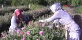 Isparta Türkiye'nin Gül Bahçesi Isparta'da Güller Açtı