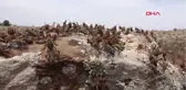 Şanlıurfa Çekirge İstilasına Uğrayan Mahallede İlaçlama Çalışması