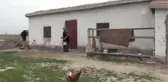 Yarım Asırlık Çiftin Zorlu Yoğurt Mesaisi
