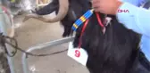 Burdur'da Keçiler Yarıştı