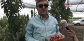 Adana Ceyhan'da Yetiştirilen Kiraz İhraç Ediliyor