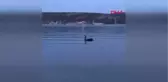 Bodrum'da Siyah Kuğu Heyecanı