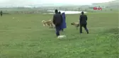 Muş-Çoban Köpeklerinin Ekmek Kavgası