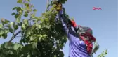 Hatay Reyhanlı'da Erkenci Kayısı Hasadı Başladı