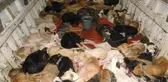 Sokak Köpeklerini Öldürene Para Vadeden Belediye Başkanı Hapis Cezası Aldı