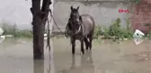 Eskişehir Ağaca Bağlı At Selde Kaldı-Hd