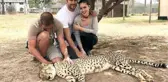 Fahriye Evcen ve Burak Özçivit'in Uyutulmuş Çita ile Verdikleri Poz Tepki Çekti
