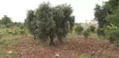 Kaybolan Alzaymır Hastası Yaşlı Kadın Bulundu
