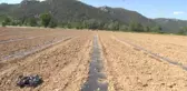 Marmara'nın Karpuzcusu
