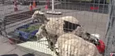 30 Ton Sütü Bedava Dağıttılar