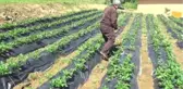 Pazara İnmeden Alıcı Bulan Osmanlı Çileği İlk Ürünlerini Verdi