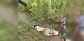 Adana'da İnek Kurtarma Operasyonu