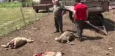 Başıboş Köpekler Ağıldaki 5 Koyunu Telef Etti