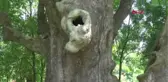 Samsun'da Bin Yıllık Dev Çınar