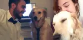 Eski Sevgililerin Köpek Davası Avukatlar Yüzünden Yarım Kaldı
