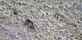 Bozayı ve Yavrusu ile Tilki Görüntülendi