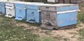 Gezginci Arıcılar 