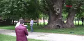 Samsun Bin Yıllık Çınar İçin Koruma ve Tescil İşlemi Başlatıldı Hd