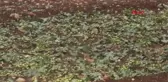 Gaziantep Nizip'te Dolu, Fıstık ve Zeytin Ağaçlarına Zarar Verdi