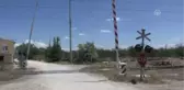 Trenin Çarptığı Köpek Barınağa Teslim Edildi