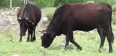 Bin 800 Rakımlı Yaylada Ramazan