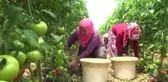 Mersinli Domates Üreticisinin Yüzü Gülüyor