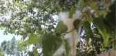 Uzmanlardan Polen Uyarısı