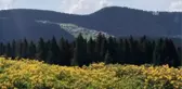 Giresun'da Hedef 300 Bin Turist Ağırlamak