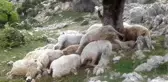 Ağaca Yıldırım Düştü, 22 Koyun Telef Oldu