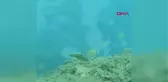 Antalya Deniz Altında Makyajla Kadına Şiddete Dikkat Çekti Hd
