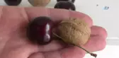 Ceviz İriliğindeki 