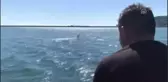 Misinaya Dolanan Martıya Botlu Kurtarma