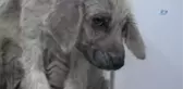 Bakımsız Köpekler Tedavi Altına Alındı