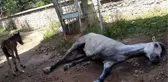 Merak Edilen Soru Yanıt Buldu! Adalar'da Faytona Koşulan Atların Ömrü 2 Yılmış