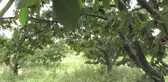 Uzakdoğu Türk Kirazını Sevdi