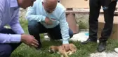 Sürücünün Çarpıp Kaçtığı Yavru Köpeğe Vatandaşlar Sahip Çıktı