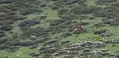 Yavrularına Saldırmaya Çalışan Kurdu Kovaladı