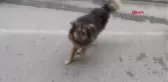 Zonguldak Sokak Köpeğinin Sevgisi Karşısında Durdu