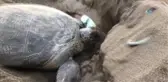 Caretta Carettaların En Önemli Üreme Alanlarından Biri Olan Mersin Sahillerinde Çöp Ayıbı
