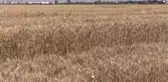 Konya'da Tarla Günü Etkinliği