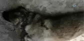 Kulübesinde Bağlı Hamile Çoban Köpeği Vurularak Öldürüldü