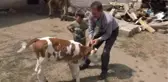 Ay Yıldız Desenli Buzağı Görenleri Şaşırtıyor