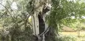 Otomobil Ağaca Çarptı: 6 Yaralı