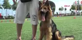 Trabzon Alman Kurdu Köpekler Yetenekleri ile Yarıştı, 'Zibbo' Birinci Oldu Hd