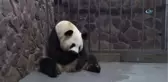 Çin'de Dev Panda İkiz Doğurdu