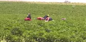 Güneydoğu'da Sıcak Hava Etkili Oldu - Şanlıurfa